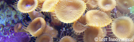 Aquatic Photography - Button Polyp Corals, Inet Innovations