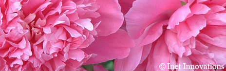Botanical Photography - Pink Peonies, Inet Innovations
