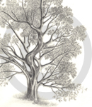A Detailed Sketch Of A Tree