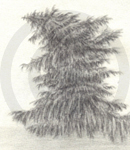 A Drooping Pine Tree Sketch, Inet Innovations