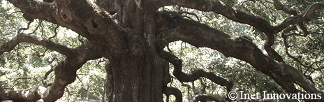 Landscape Photography - The Angel Oak Tree, Inet Innovations