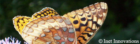 Nature Photography - Butterfly, Inet Innovations