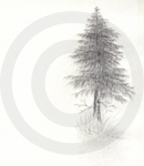 A Sketch Of A Pine Tree