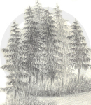 A Pine Tree Cluster Sketch, Inet Innovations