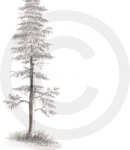 A Graphite Sketch Of A Tall Pine Tree