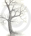 A Detailed Tree Sketch Image One, Inet Innovations