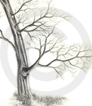 A Detailed Tree Sketch Image Two, Inet Innovations