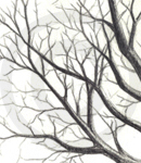 A Sketch Of Tree Branches