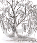 A Graphite Sketch Of A Willow Tree