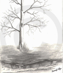 A Winter Tree Sketch