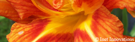 Botanicals - Orange Iris, Inet Innovations